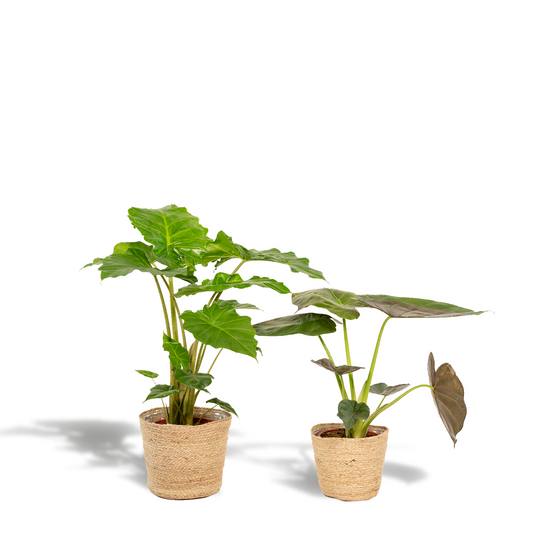 Alocasia Wentii & Portodora Set mit Korb - Pflanzfix24