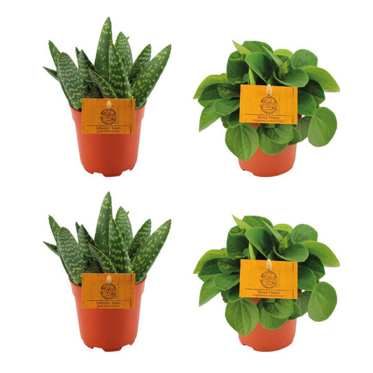 4er-Set Aloe Paradisicum & Peperomia Rana Verde | Pflanzfix24