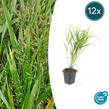 12x Hakonechloa macra – Japanisches Waldgras, winterhart | Pflanzfix24.de - Pflanzfix24.de
