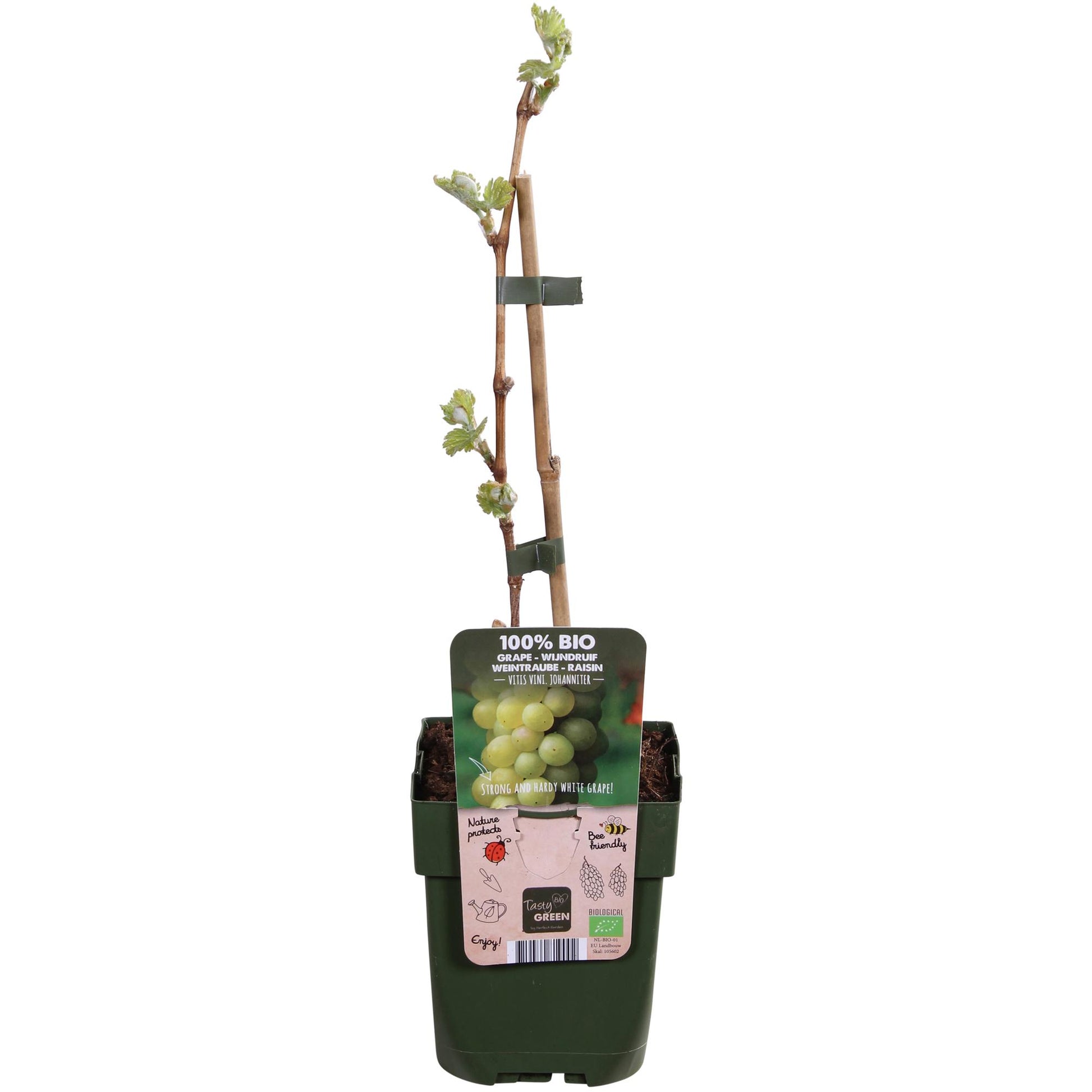 Vitis Johanniter Weißweintraube – Bio Rebe von Pflanzfix24.de - Pflanzfix24.de