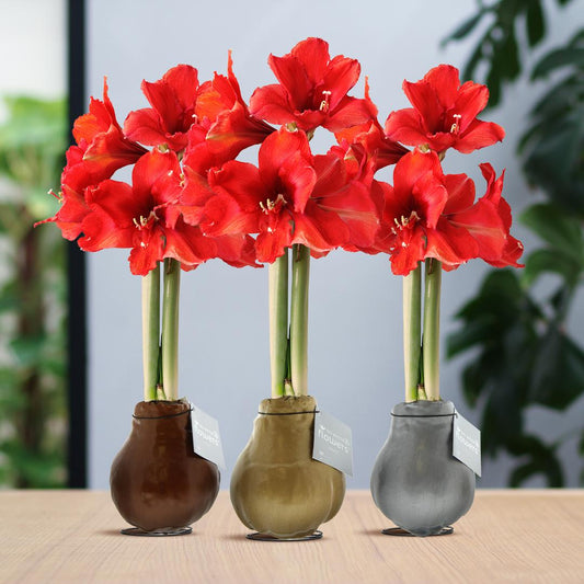 No Water Flowers® (wax amaryllis) | Waxz® Metallic Mix (3 pack) + Red flower - Pflanzfix24