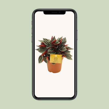 Peperomia Santorini - Ø12cm - ↕20cm by Pflanzfix24