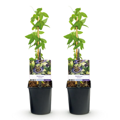 Passionsblume - Passiflora caerulea - 2 Pflanzen - Topf 11cm - Pflanzfix24.de - Pflanzfix24.de