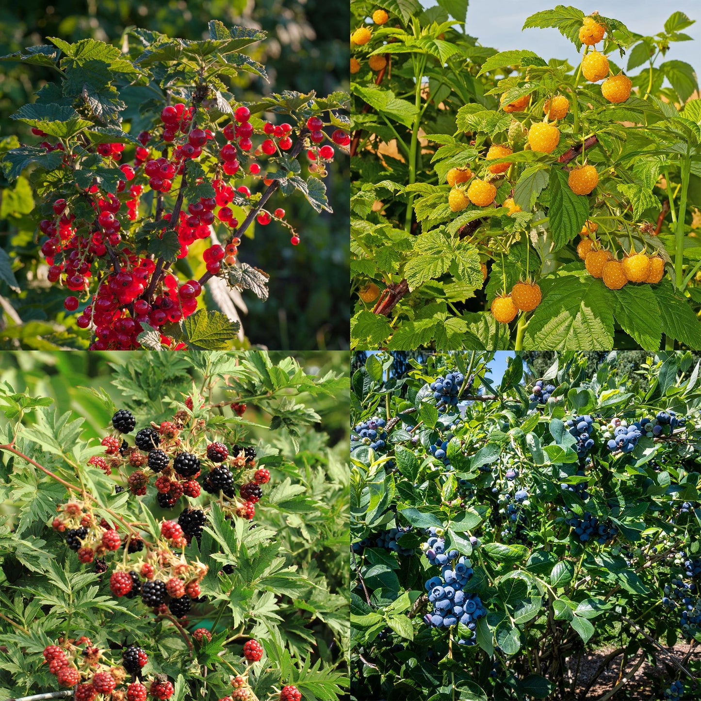 GreenboutiQ - Obstpflanzenmix - Rote Beere, Gelbe Himbeere, Schwarze Brombeere, Blaubeere - 4 Pflanzen - Topf 11cm Höhe 40cm - Pflanzfix24