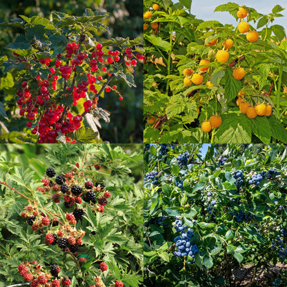 GreenboutiQ - Obstpflanzenmix - Rote Beere, Gelbe Himbeere, Schwarze Brombeere, Blaubeere - 4 Pflanzen - Topf 11cm Höhe 40cm - Pflanzfix24
