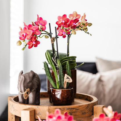 Stapelia Kaktus Ø6cm – Zimmerpflanze bei Pflanzfix24.de - Pflanzfix24.de
