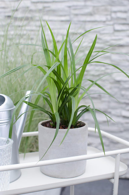 3x Carex morrowii 'Irish Green' - ↨30cm - Ø14 - Pflanzfix24