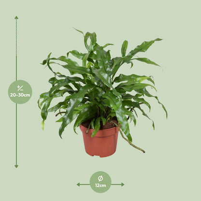 Microsorum Diversifolium - Känguru-Farn - Ø12cm - Pflanzfix24