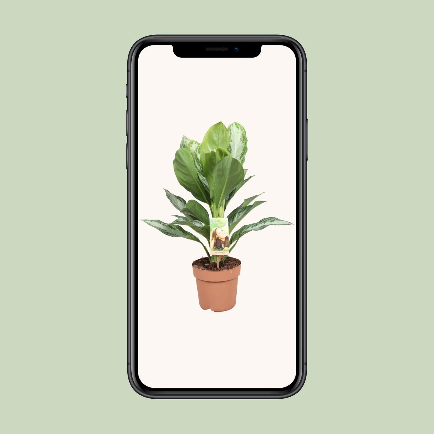 Aglaonema Silver Bay - Chinesisches Immergrün - Ø17cm - ↕55cm - Pflanzfix24.de - Pflanzfix24.de