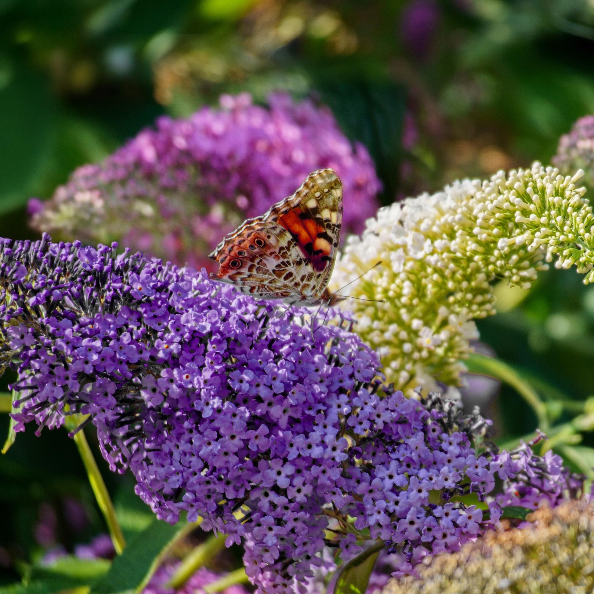 Pflanzfix24.de - Schmetterlingsstrauch - Buddleja davidii Tricolour - 3er Set - Blüten Rosa, Weiß und Lila - 1m2 - Pflanzfix24.de