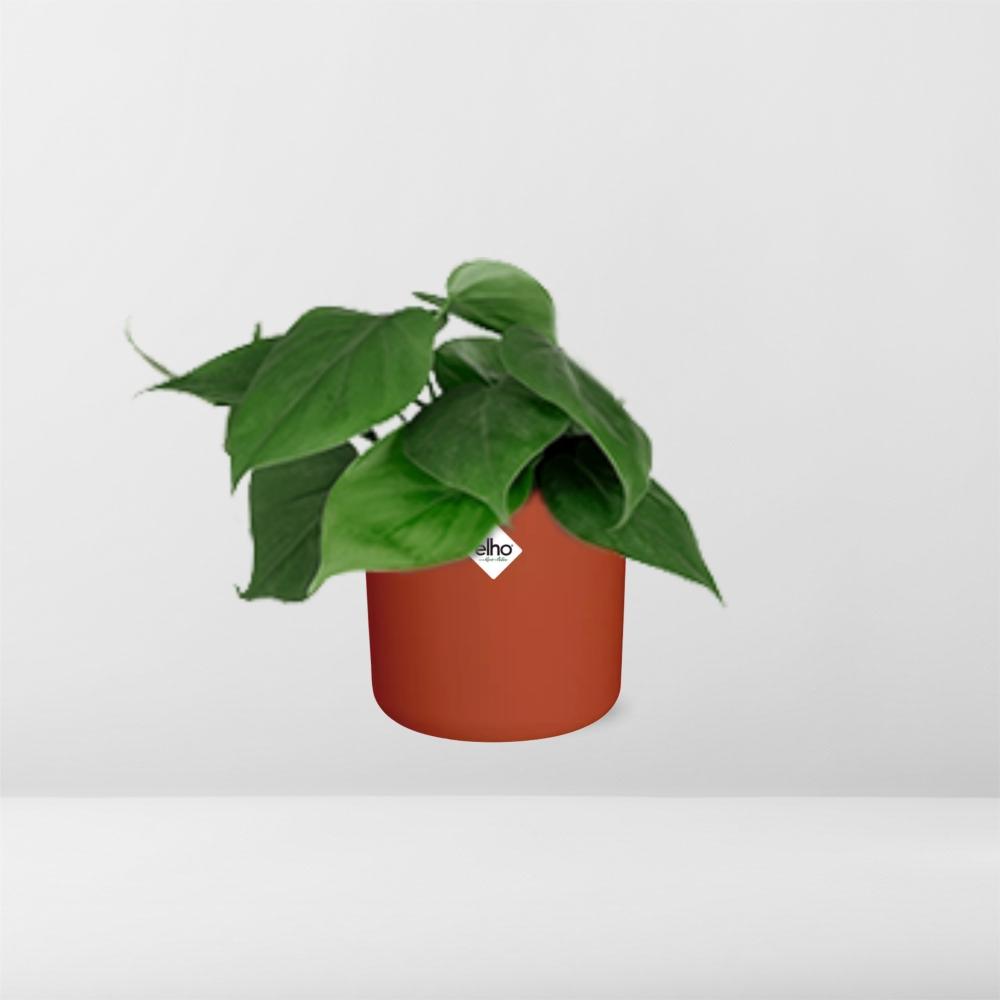 Philodendron Scandens in ELHO b.for soft rond 14cm brique - Pflanzfix24