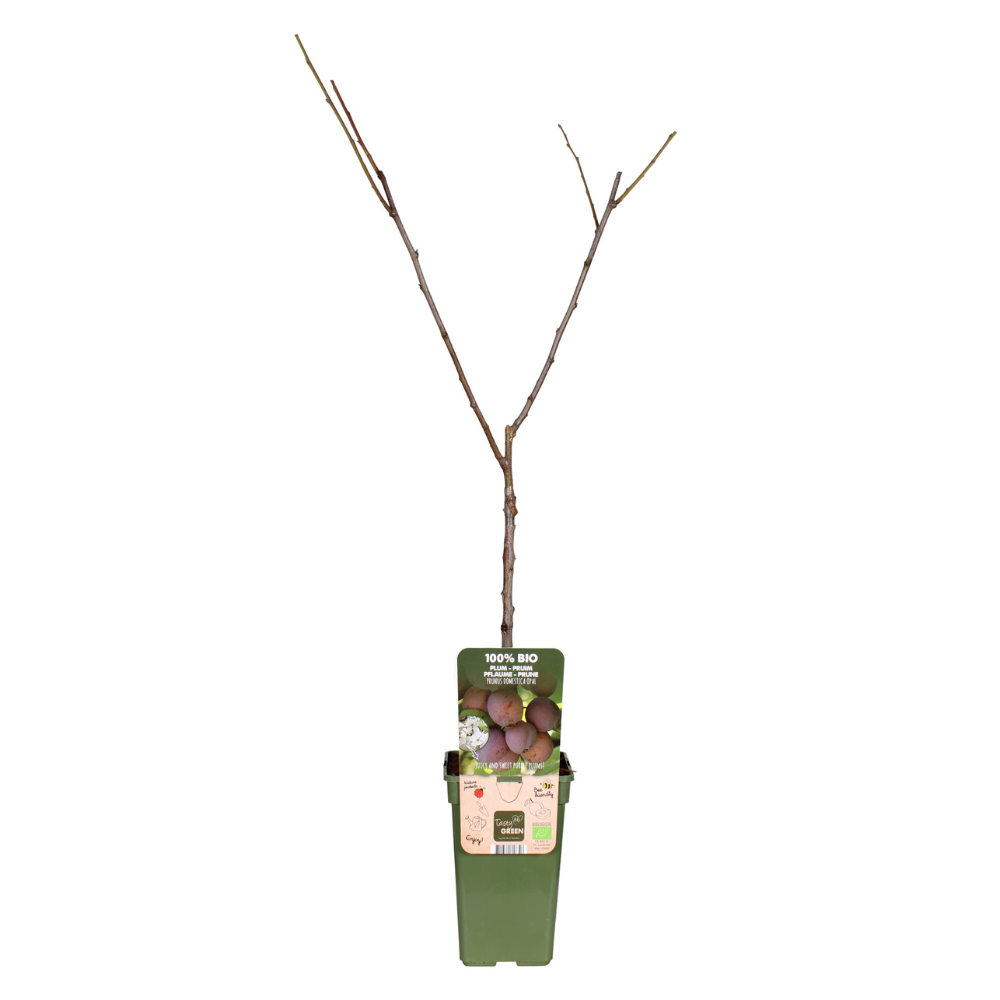 Prunus Domestica Opal - Pruim - Ø19cm - ↕60cm - Pflanzfix24
