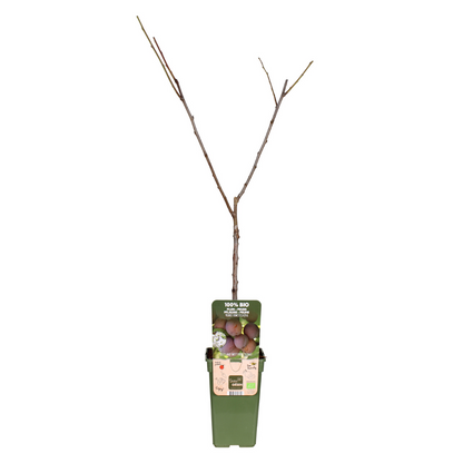 Prunus Domestica Opal - Pruim - Ø19cm - ↕60cm - Pflanzfix24