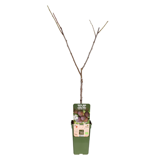 Prunus Domestica Opal - Pruim - Ø19cm - ↕60cm - Pflanzfix24