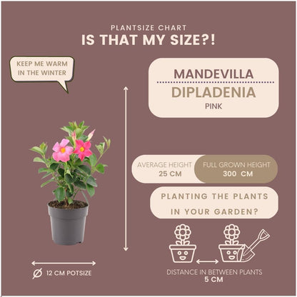 6 x Dipladenia Pink - Mandevilla Pink - pflanzfix24