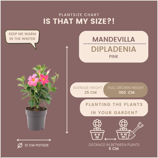6 x Dipladenia Pink - Mandevilla Pink - pflanzfix24