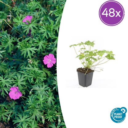 48x Geranium 'Tiny Monster' - Pflanzfix24