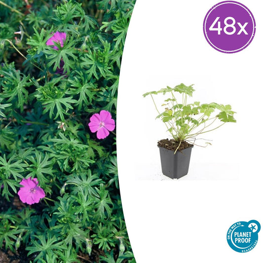 48x Geranium 'Tiny Monster' - Pflanzfix24