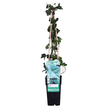 Hedera hibernica - Ø15cm - ↕65cm bei Pflanzfix24