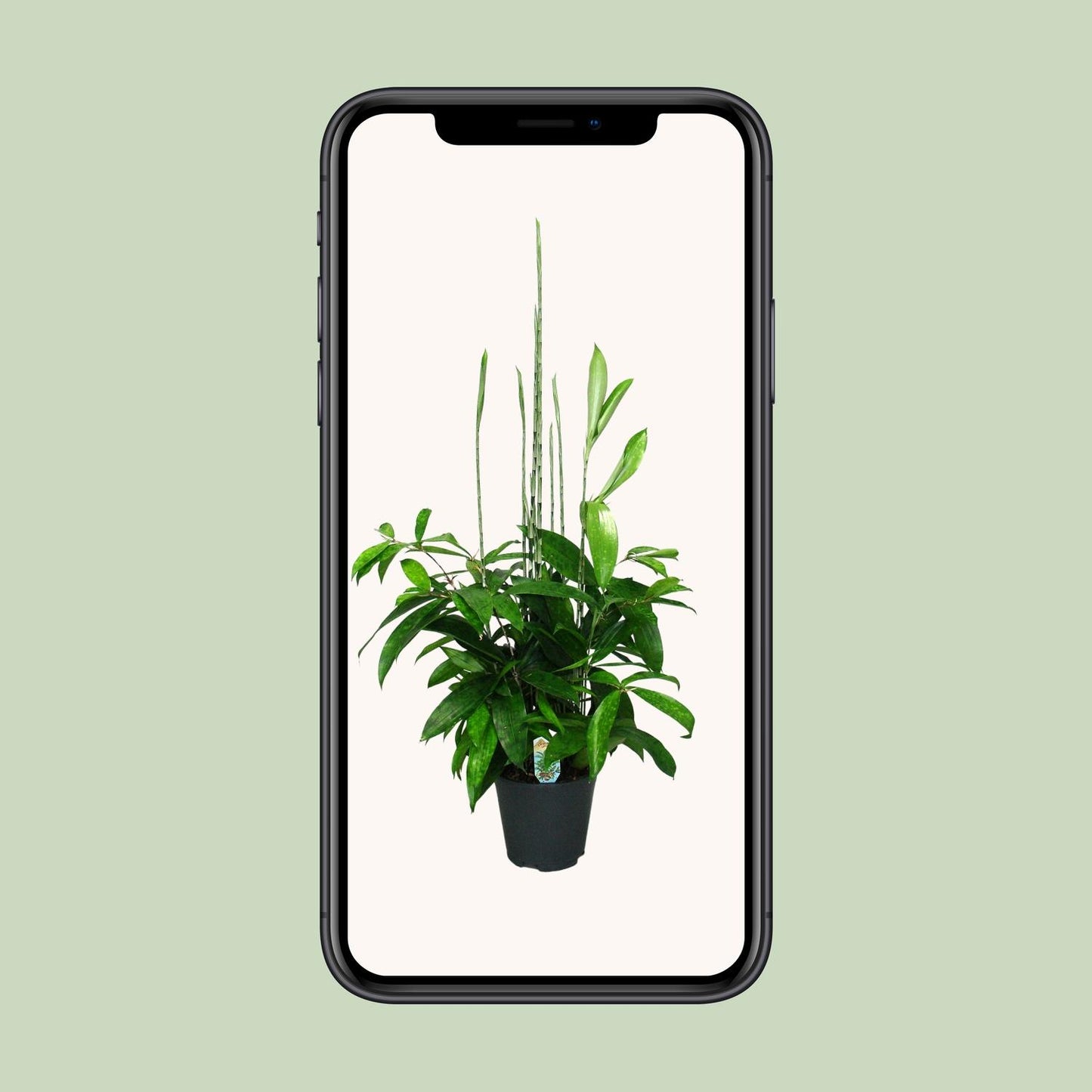 Dracaena Surculosa - Ø17cm - ↕60cm - Pflanzfix24