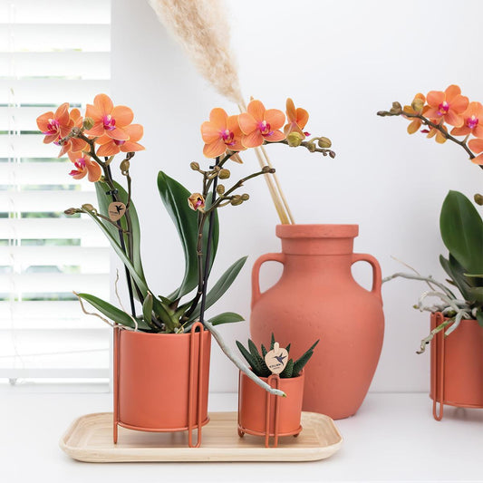 Orange Phalaenopsis „Mineral Bolzano“ Ø9cm – Leuchtende Orchidee | Pflanzfix24.de - Pflanzfix24.de