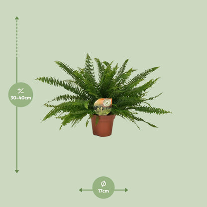 Nephrolepis „Grüne Dame“ Boston-Farn Ø17cm | Pflanzfix24.de - Pflanzfix24.de
