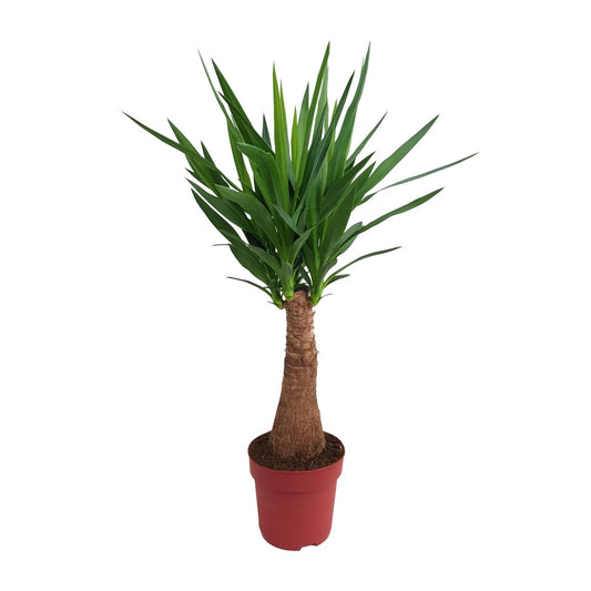 Yucca Maya Tree Ø21cm – 100cm hoch | Pflanzfix24.de - Pflanzfix24.de