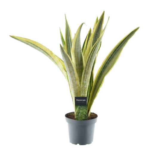 Sansevieria Aubrytniana Lauren - Ø14cm - pflanzfix24