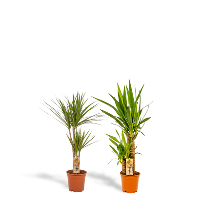 Dracaena & Yucca Zimmerpflanzen Set - Pflanzfix24.de - Pflanzfix24.de