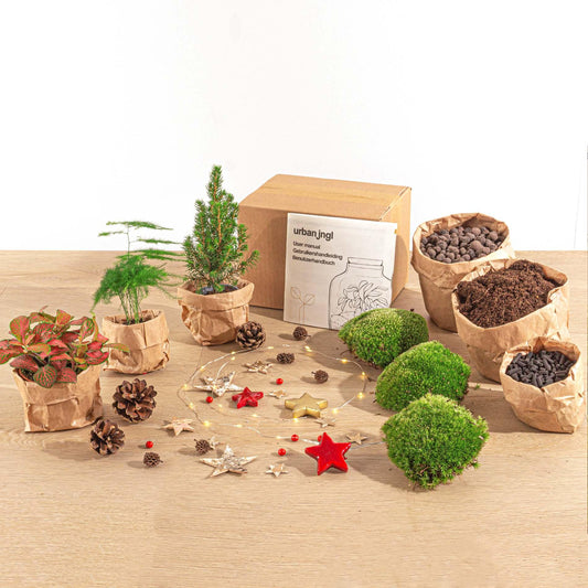 Feestdagen Terrarium Startpakket - Mini-kerstboom - 3 planten - Navulling & Decoratie - DIY Christmas - Pflanzfix24