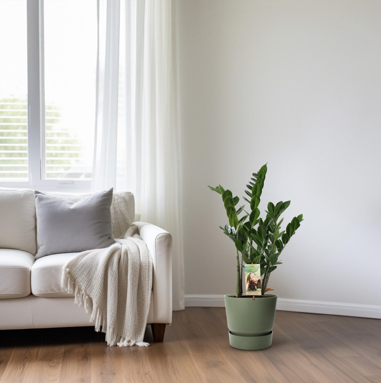 Zamioculcas 6-7 Veren - Hoogte 80-85 Cm. - Ø17cm - ↕80cm - Pflanzfix24