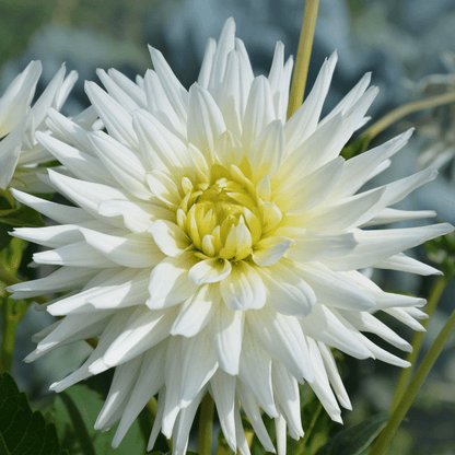 Dutch Dahlia Mix - Luxusbox Mittel, Set von 4 niederländischen Dahlien - Pflanzfix24.de - Pflanzfix24.de
