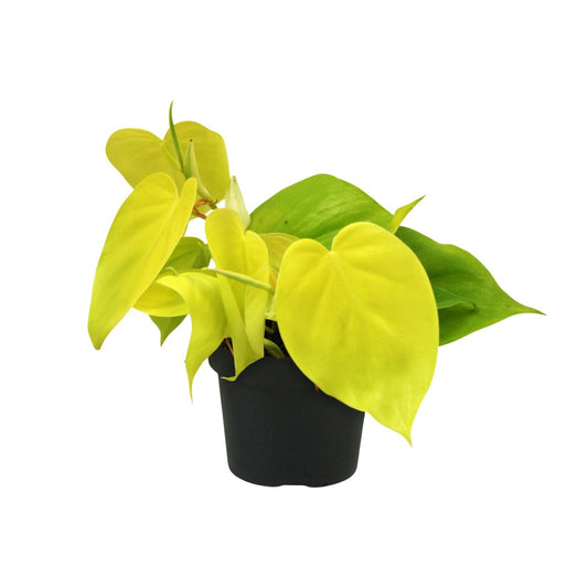 Philodendron Lime 12cm – elegante Zimmerpflanze | Pflanzfix24.de - Pflanzfix24.de