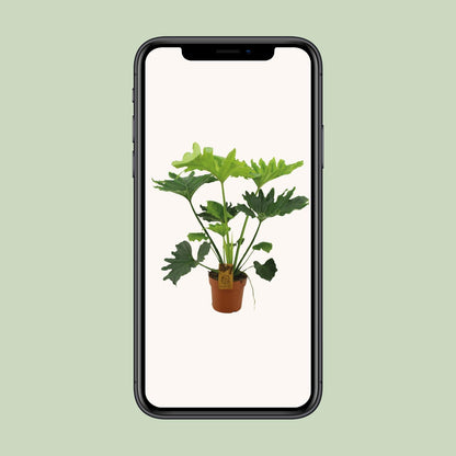 Philodendron Selloum Elefantiana - Ø21cm - ↕100cm - Pflanzfix24