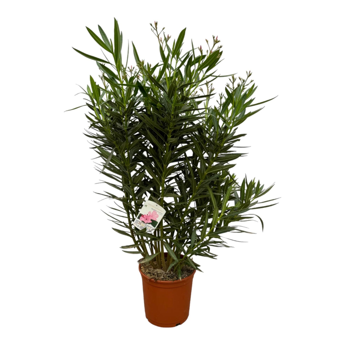 Nerium Oleander weiß Ø32cm 160cm – Pflanzfix24.de - Pflanzfix24.de