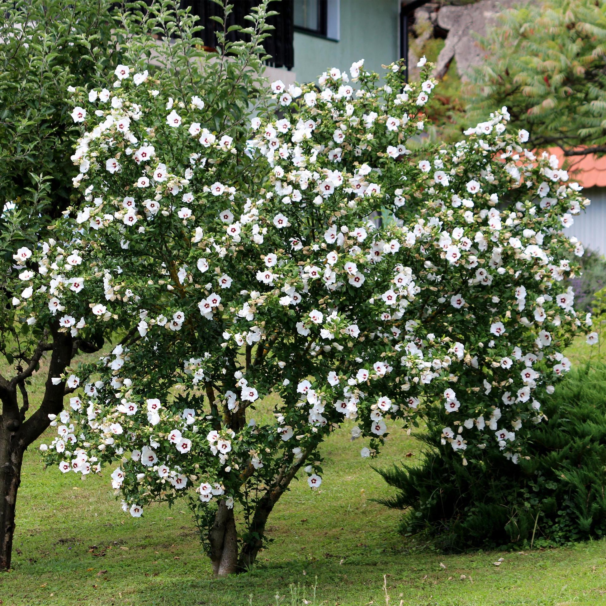 Pflanzfix24.de - Hibiscus syriacus Red Heart - 1 Pflanze - Topf 17cm - Pflanzfix24.de