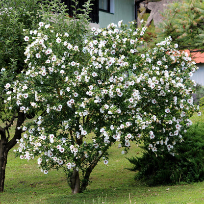 Pflanzfix24.de - Hibiscus syriacus Red Heart - 1 Pflanze - Topf 17cm - Pflanzfix24.de