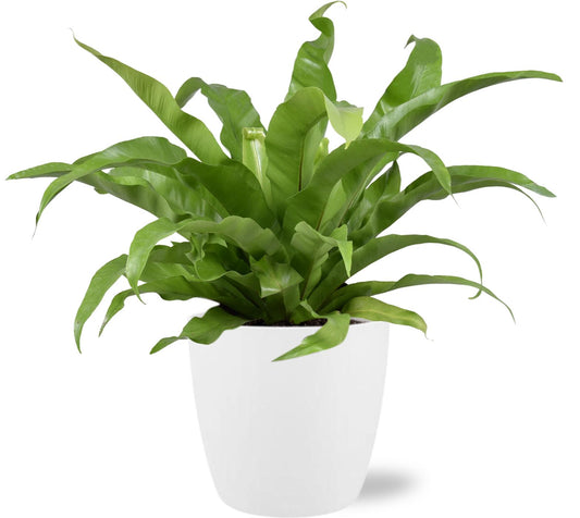 Asplenium Antiquum - Ø17cm - ↕45cm + Pot Brussels D18x17cm - Weiß - Pflanzfix24.de - Pflanzfix24.de