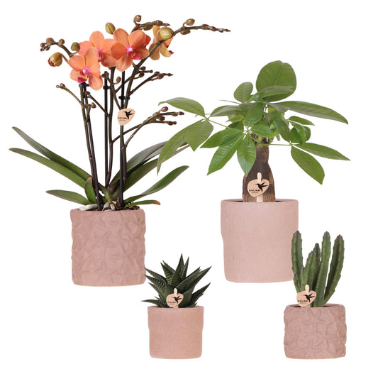 Kolibri Orchids Set Bolzano-Orchidee & Sukkulenten Keramiktöpfe Ø9cm & Ø6cm - Pflanzfix24