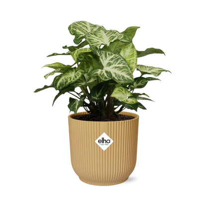 Syngonium Arrow in ELHO Vibes Fold 14cm geel - Pflanzfix24