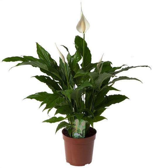 Spathiphyllum 'Sweet Chico' - Pflanzfix24