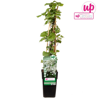 Hydrangea petiolaris - Klimhortensia - Ø15cm - ↕65cm - Pflanzfix24.de - Pflanzfix24.de