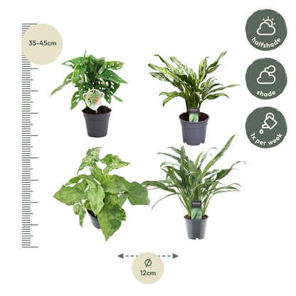 Groen Mix 4 Pflanzen - Monstera obliqua 'Monkey Leaf' - 25 cm - ø12 - Aglaonema Juliette - 40 cm - ø12 - Syngonium Mottled - 25 cm - ø12 - Aglaonema Cutlass - 40 cm - ø12 - Pflanzfix24