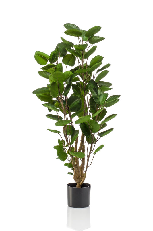 Kunstpflanze Polyscias Aralia 105 cm – Pflegeleicht & Realistisch | Pflanzfix24.de - Pflanzfix24.de