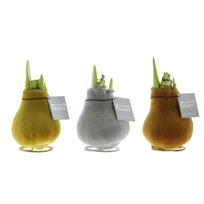 No Water Flowers® (wax amaryllis) | Velvet Touchz® Metallic Mix (3 pack) + Red flower - Pflanzfix24