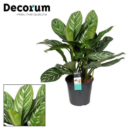 Aglaonema Stripes - Ø21cm - ↕80cm - Pflanzfix24