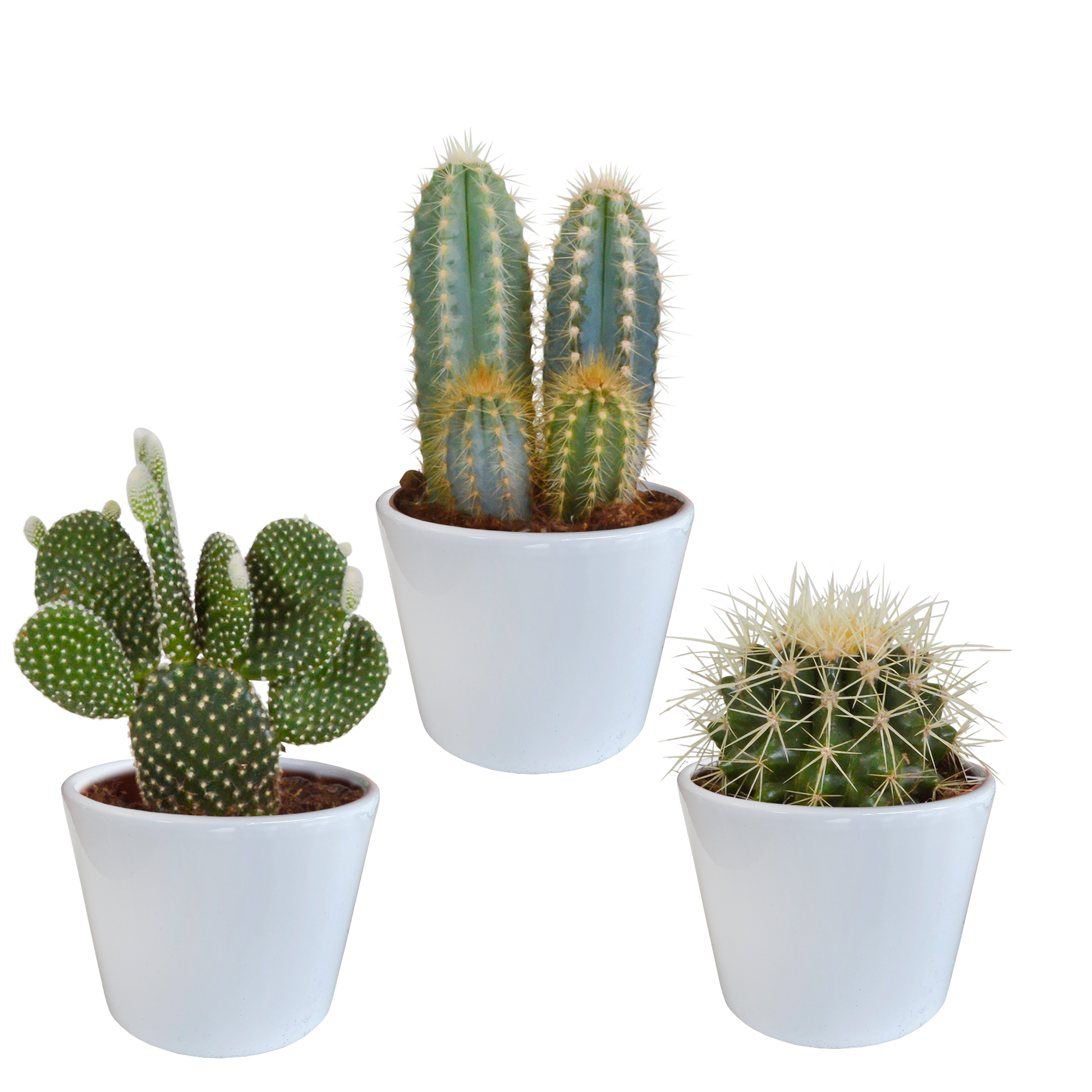 Kakteenmischung 10,5 cm - 3x - in witte pot - Pflanzfix24.de - Pflanzfix24.de