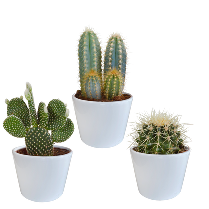 Kakteenmischung 10,5 cm - 3x - in witte pot - Pflanzfix24.de - Pflanzfix24.de
