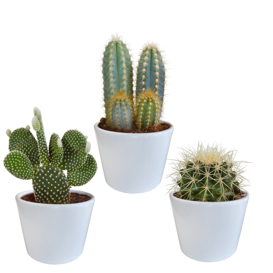 Kakteenmischung 10,5 cm - 3x - in witte pot - Pflanzfix24.de - Pflanzfix24.de