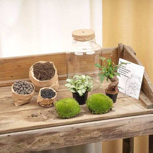 Terrarium „Little Milky“ 25 cm mit LED-Lampe | DIY-Set Pflanzfix24.de - Pflanzfix24.de